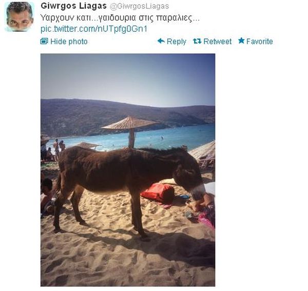 λιαγκαςγαιδουρια1