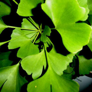 367-ginkgo-leaves(1)