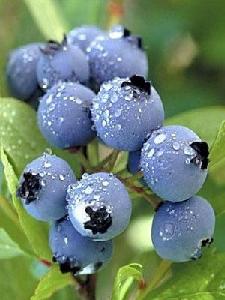 Bilberry-Extract-Capsule-P-E-Plant-Extract-
