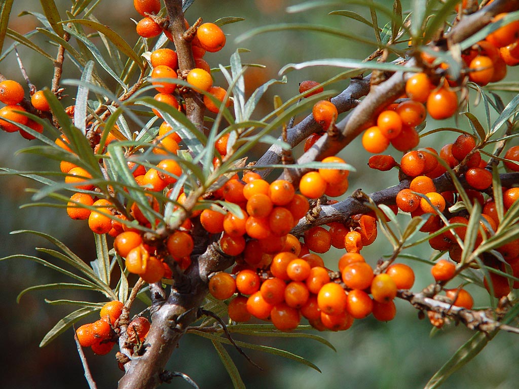 Hippophae_rhamnoides-duindoorn02
