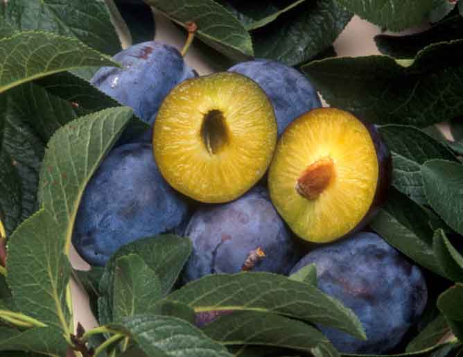 Damaskina