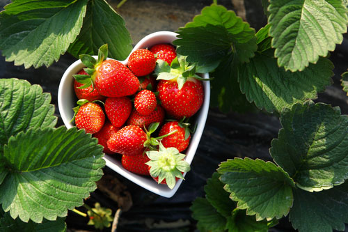 fraoules_love