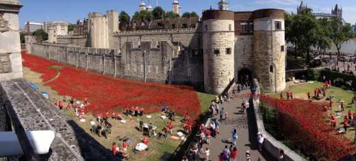 704916_poppies