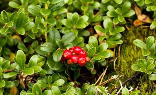 bigstock-Wild-Lingonberry--Cowberry-Pl-48829238