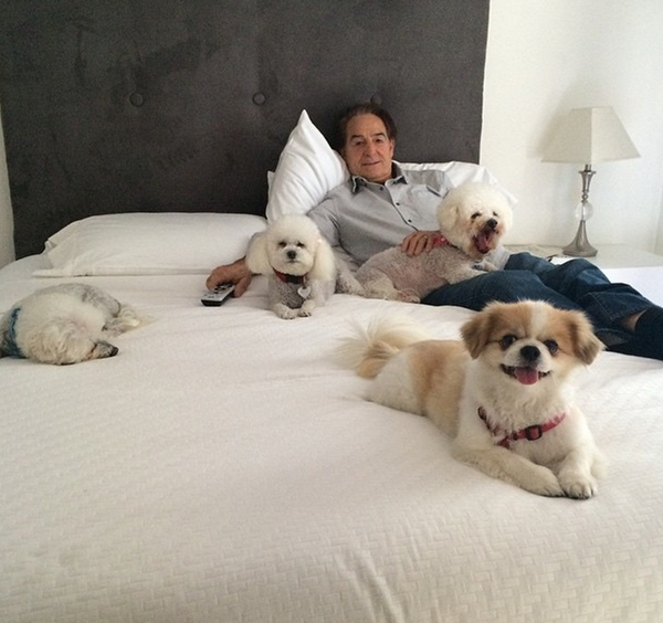 dogs