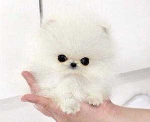 pomeranian1