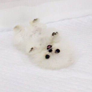 pomeranian2